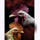 GREETING CARD BIRDS Roosters